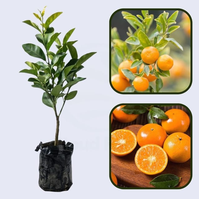 Citrus Sunset Prime Orange Grafted Healthy Fruit Plant