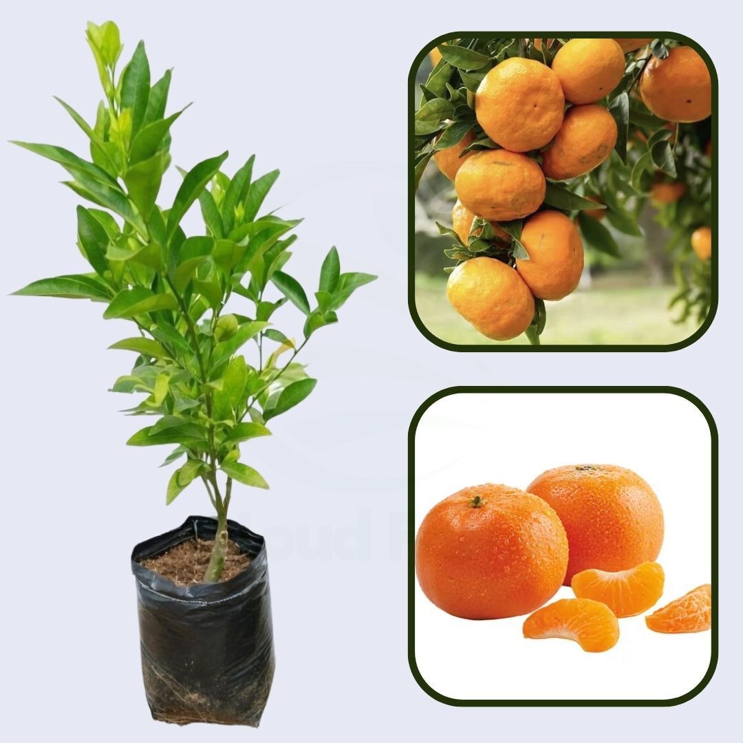 Citrus Sunset Sweet Orange Grafted Healthy Fruit Plant