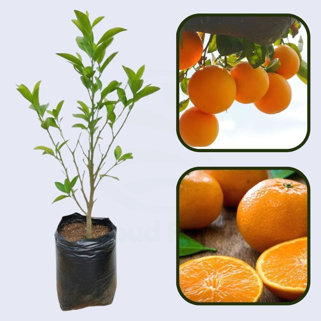 Citrus Super Gold Orange Grafted Healthy Fruit Plant