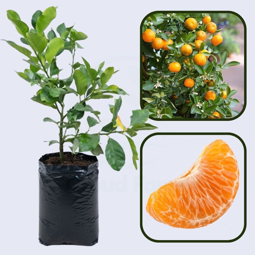Citrus Super Sweet Orange Grafted Healthy Fruit Plant