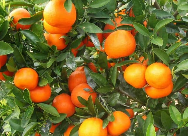 Afourer Mandarin Orange Plant