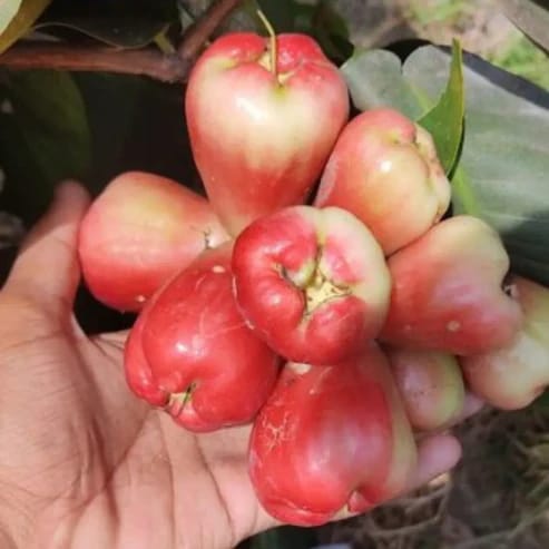 King Kong Red Water Apple Fruit Plants For Home & Gardening - Agro Nursery