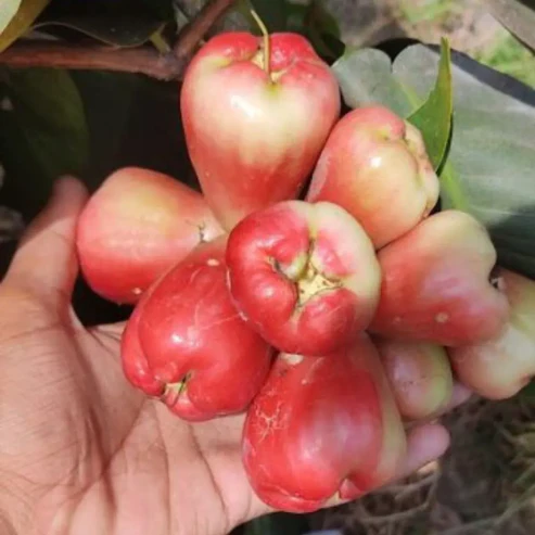 King Kong Red Water Apple Fruit Plants For Home & Gardening - Agro Nursery