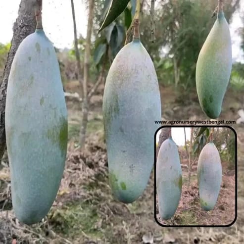 Three Taste Mango Plants For Home & Gardening - Agro Nursery