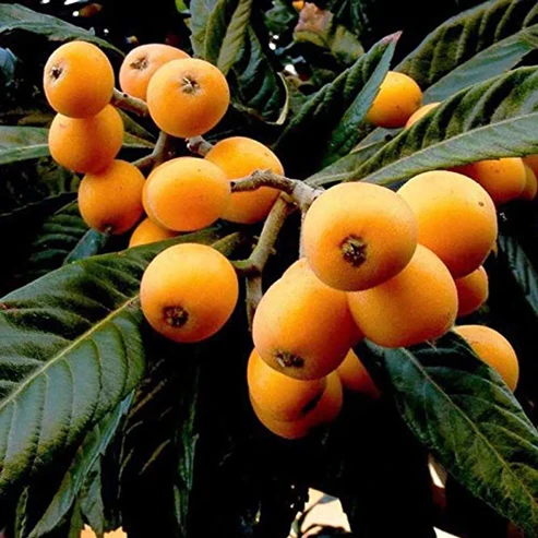 Loquat Fruit Plants For Home & Gardening - Agro Nursery