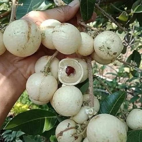 White Longan Fruit Plants For Home & Gardening - Agro Nursery
