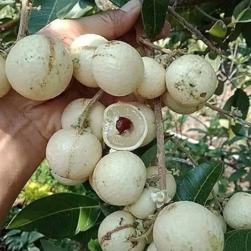 White Longan Fruit Plants For Home & Gardening - Agro Nursery