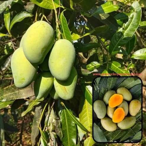 Amrapali Mango Plants For Home & Gardening - Agro Nursery