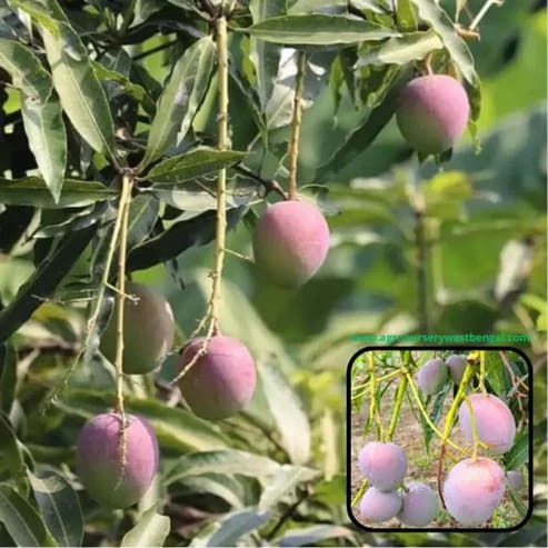 Pusa Arunica Mango Plants For Home & Gardening - Agro Nursery