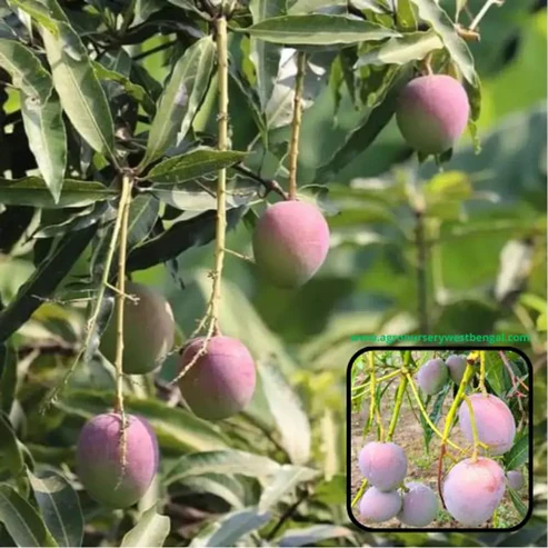 Pusa Arunica Mango Plants For Home & Gardening - Agro Nursery