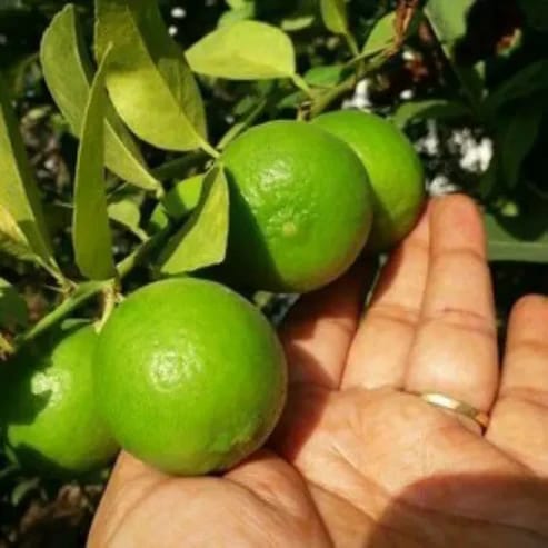 Kolkata Patti Lemon Fruit Plants For Home & Gardening - Agro Nursery
