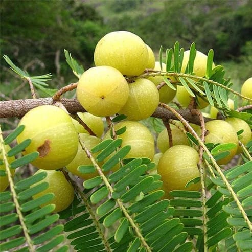 Green Amla Fruit Plants For Home & Gardening - Agro Nursery