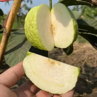 White Diamond Guava Fruit Plants For Home & Gardening - Agro Nursery