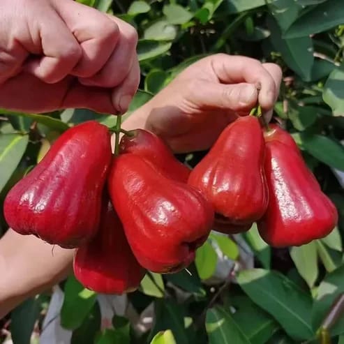 Red Missile Water Apple Fruit Plant For Home & Gardening - Agro Nursery