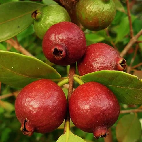 Red Strawberry Guava Fruit Plants For Home & Gardening - Agro Nursery