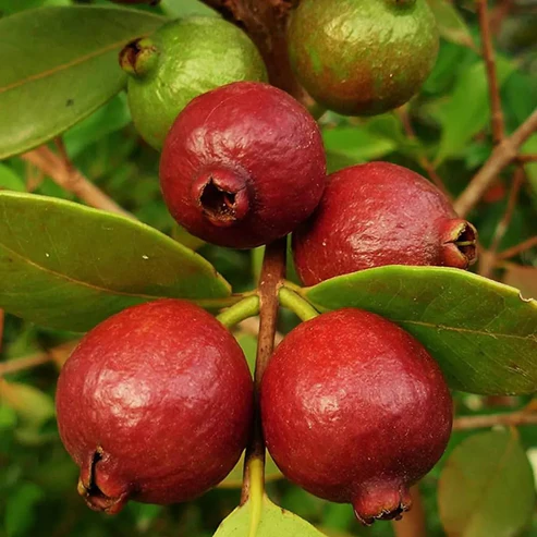 Red Strawberry Guava Fruit Plants For Home & Gardening - Agro Nursery