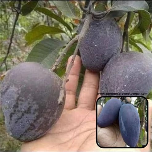 Black Kasturi Mango Plants For Home & Gardening - Agro Nursery