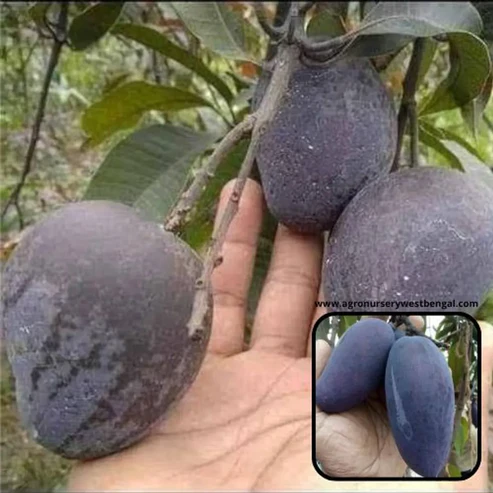 Black Kasturi Mango Plants For Home & Gardening - Agro Nursery