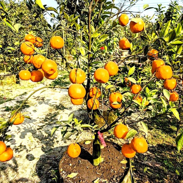 Darjiling Orange Fruit Plants For Home & Gardening - Agro Nursery