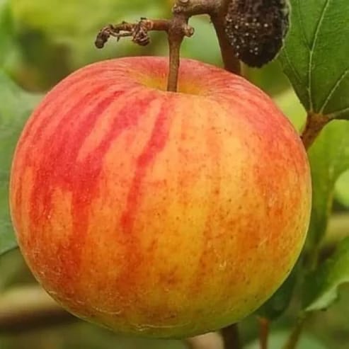 Boll Sundari Apple Ber Fruit Plants For Home & Gardening - Agro Nursery