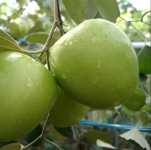 Green Apple Ber Fruit Plants For Home & Gardening - Agro Nursery