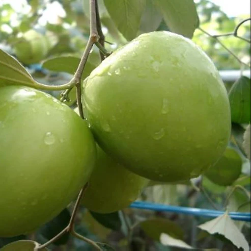 Green Apple Ber Fruit Plants For Home & Gardening - Agro Nursery