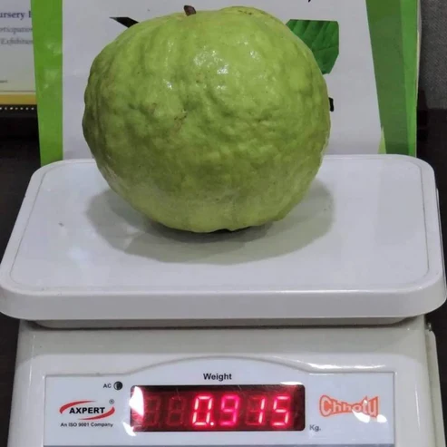 VNR Guava fruit plant For Home & Gardening - Agro Nursery