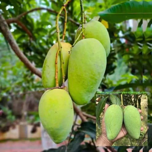All Time Katimon Mango Plants For Home & Gardening - Agro Nursery