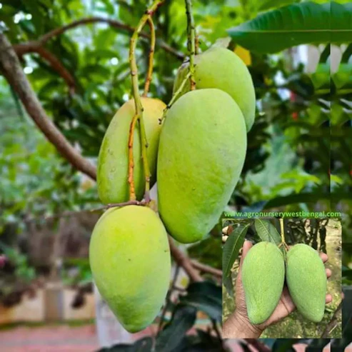 All Time Katimon Mango Plants For Home & Gardening - Agro Nursery