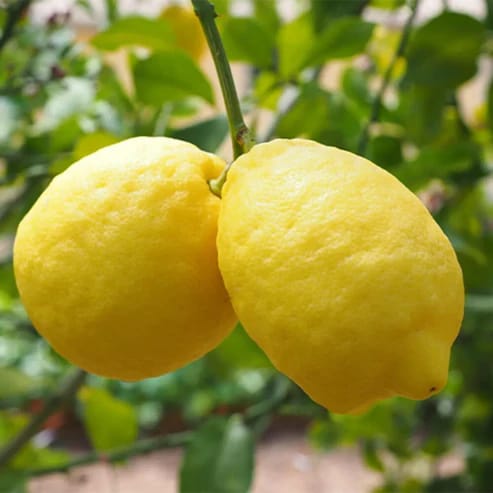 Gandharaj Lemon Fruit Plants For Home & Gardening - Agro Nursery