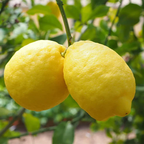 Gandharaj Lemon Fruit Plants For Home & Gardening - Agro Nursery