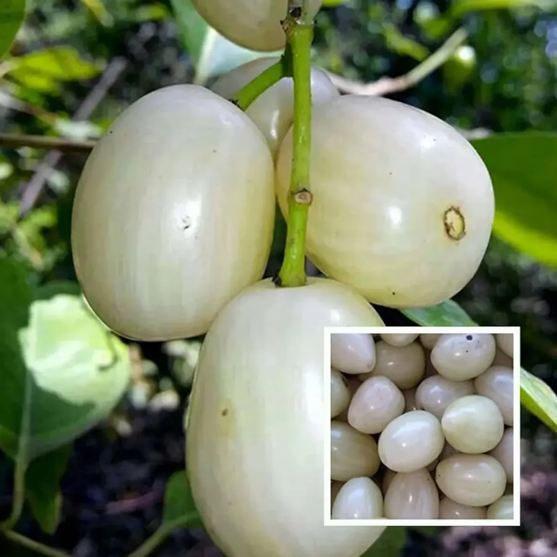 Thai White Jamun Fruit Plants For Home & Gardening - Agro Nursery