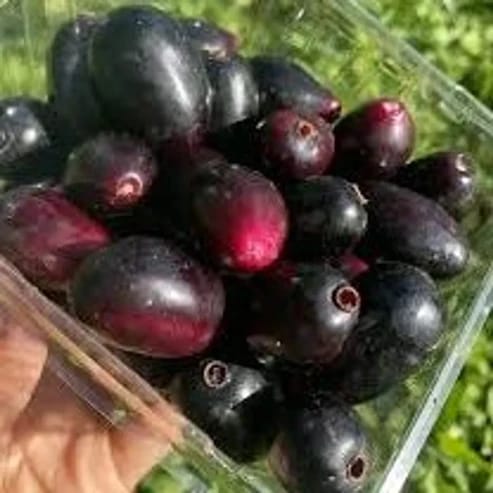 Thai King Jamun Fruit Plants For Home & Gardening - Agro Nursery