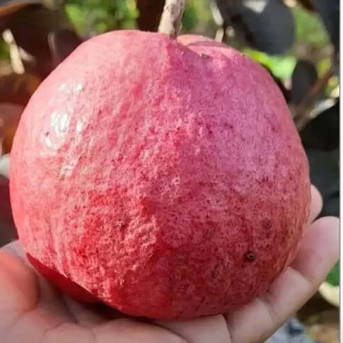 Black Diamond Guava Fruit Plants For Home & Gardening - Agro Nursery