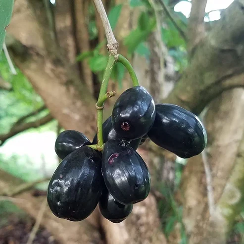 Black Jamun Fruit Plants For Home & Gardening - Agro Nursery