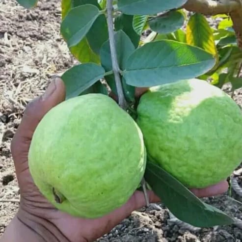 Taiwan Pink Guava Fruit Plants For Home & Gardening - Agro Nursery