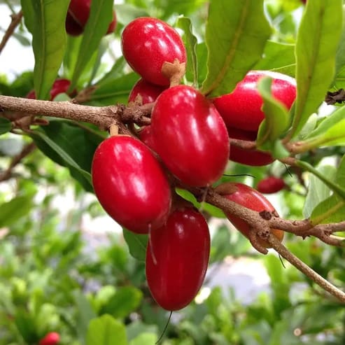 Miracle Fruit Plants For Home & Gardening - Agro Nursery