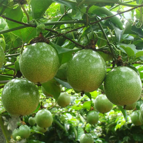 Passion Fruit Plants For Home & Gardening - Agro Nursery
