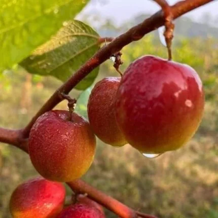 Miss India Apple Ber Fruit Plants For Home & Gardening - Agro Nursery