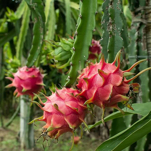 Red Dragon Fruit Plants For Home & Gardening - Agro Nursery