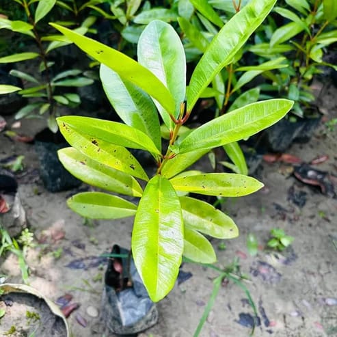 Meat Masala Plant For Home & Gardening - Agro Nursery