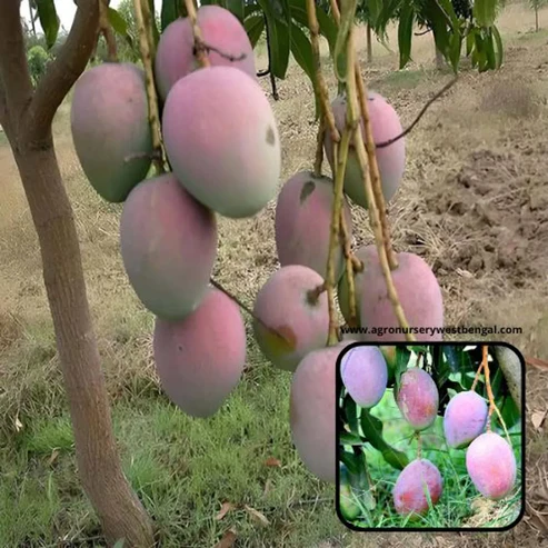 Pusa Arunima Mango Plants For Home & Gardening - Agro Nursery