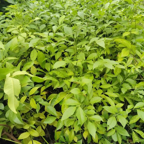 Pan Masala Plants For Home & Gardening - Agro Nursery