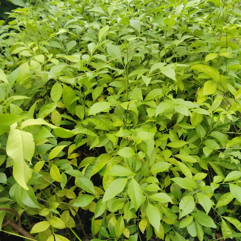 Pan Masala Plants For Home & Gardening - Agro Nursery
