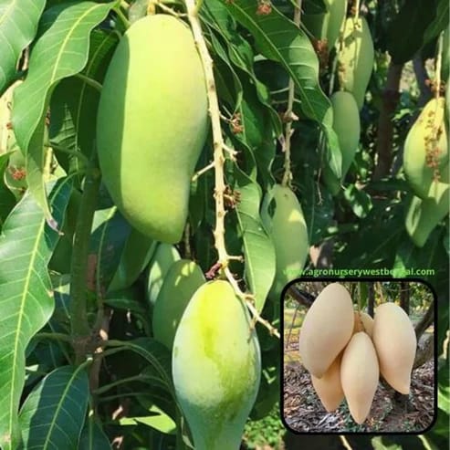 Naam Dock My Mango Plants For Home & Gardening - Agro Nursery