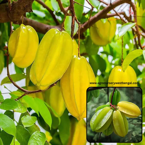 Sweet Star Fruits Plants For Home & Gardening - Agro Nursery