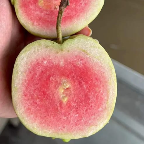 Red Diamond Guava Fruit Plants For Home & Gardening - Agro Nursery