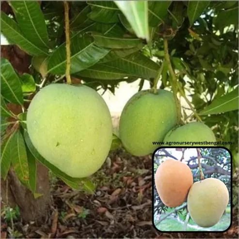 Himsagar Mango Plants For Home & Gardening - Agro Nursery
