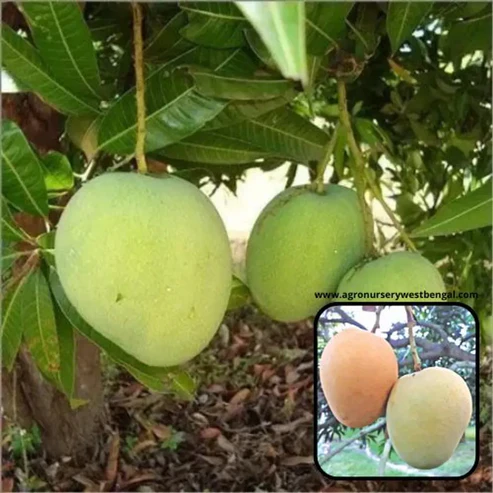 Himsagar Mango Plants For Home & Gardening - Agro Nursery