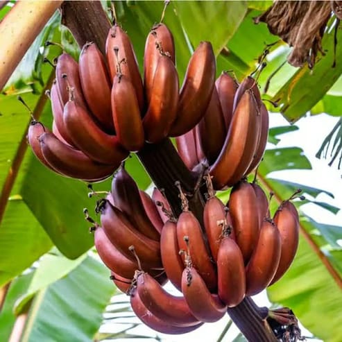 Red Banana Fruit Plants For Home & Gardening - Agro Nursery
